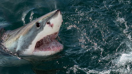 Shark Week Sharktacular