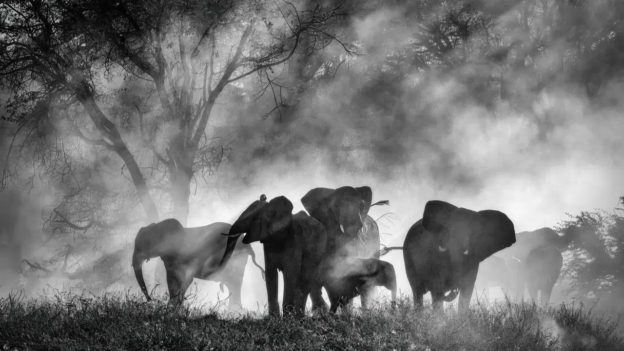 Ghost Elephants