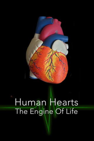 Human Hearts: The Engine of Life