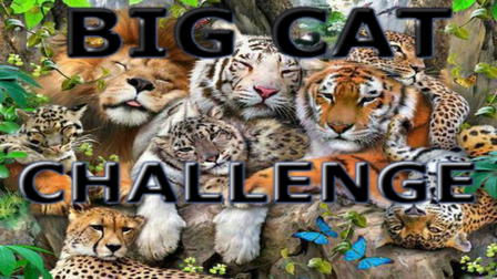 Big Cat Challenge