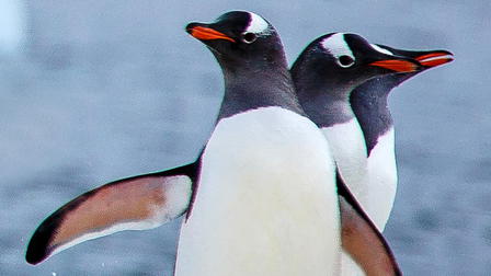 Meet The Penguins
