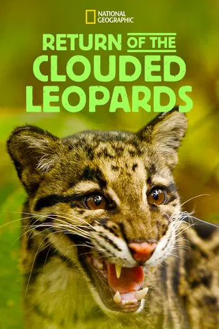 Return of the Clouded Leopards