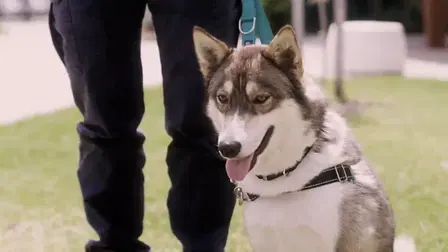 For the Love of Pets