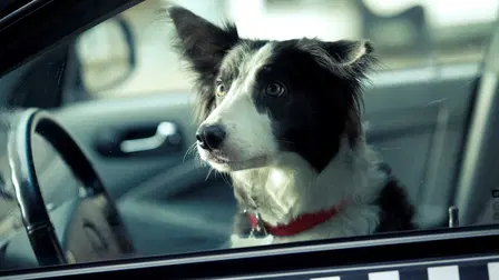 Yoko et Pirate : Duo de choc contre filous