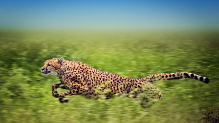 Man, Cheetah, Wild