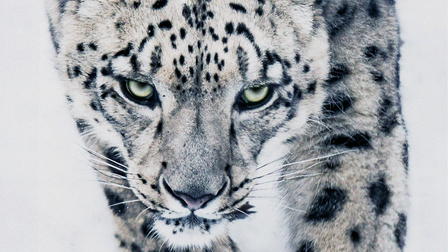 Snow Leopards and Friends