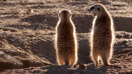 Meerkats 3D