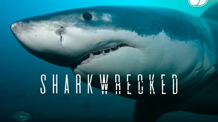 Sharkwrecked