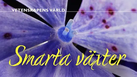 Vetenskapens värld