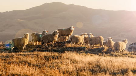 The Great Mountain Sheep Gather