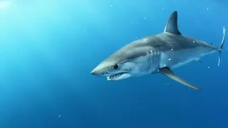 Blue Water Savages