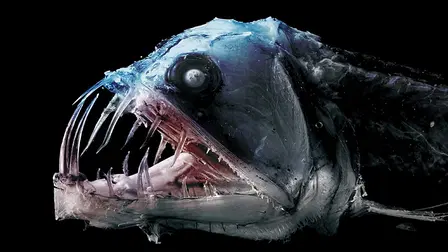 Animalogic: Species Deep Dive