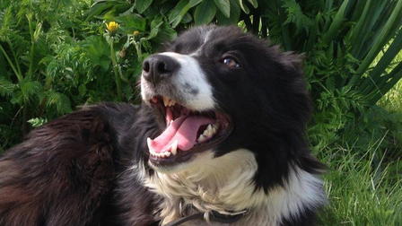 Gjeterhundene på Reinøya