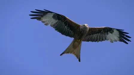 Vogelperspektiven