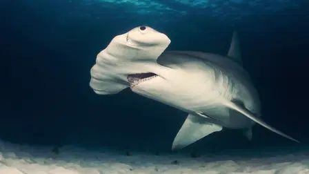 Cuba's Secret Shark Lair
