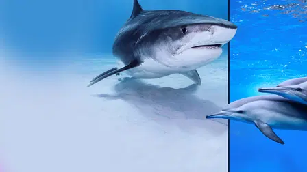 Tubarões Vs. Golfinhos