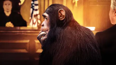 L'Avocat Des Chimpanzés