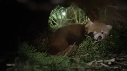 Red Panda