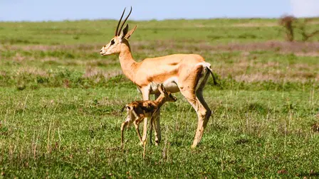 Fawn Identity