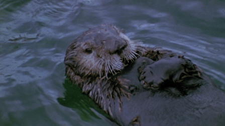 Vanishing Wilderness