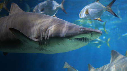 Great White Shark Babies