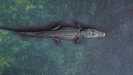Lair of the Killer Crocs