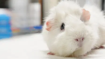 Dr. T, Lone Star Vet