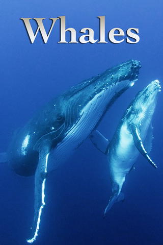 Whales