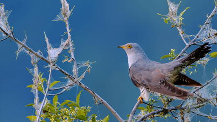 Birds of the Lakes Return