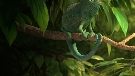 Our Wonderful Nature - The Common Chameleon