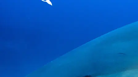 Shark Attack Survivors