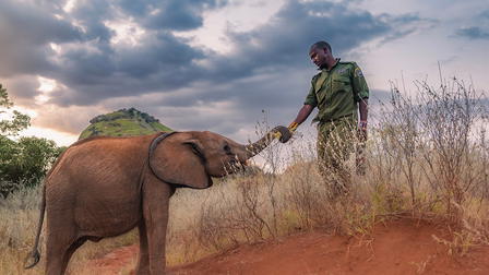 Becoming Elephant: The Orphans of Reteti