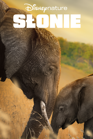 Słonie