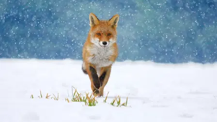 The Animal Within