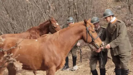 Animais na Grande Guerra