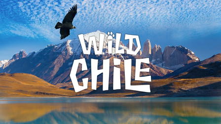 Dzikie Chile