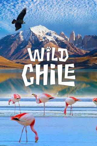Dzikie Chile