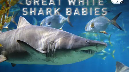 Crías de tiburón blanco