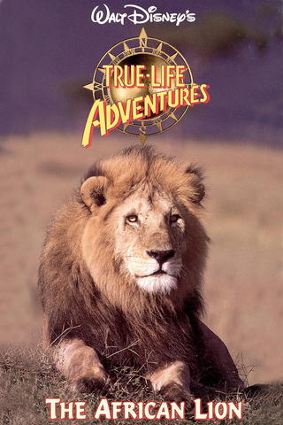Lion d'Afrique