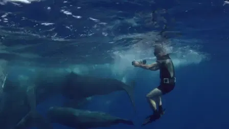 Marine Mammals - Born to Swim