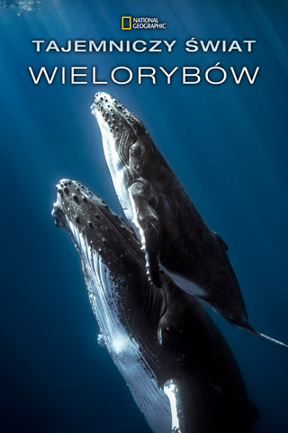 Tajemniczy świat wielorybów