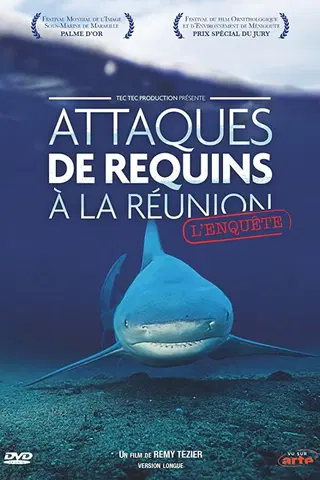 Attaques de Requins à La Réunion : L'enquête