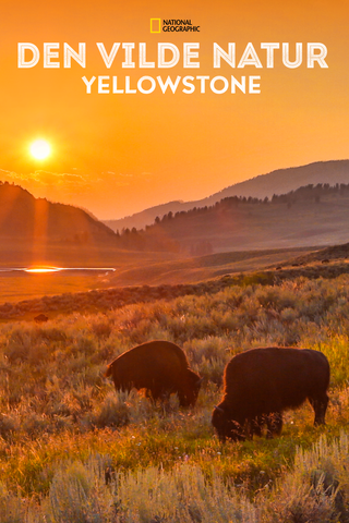 Den vilde natur: Yellowstone