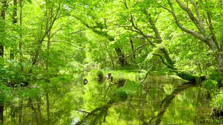 To the forest Ambient video