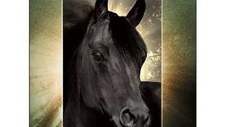 The Adventures of the Black Stallion