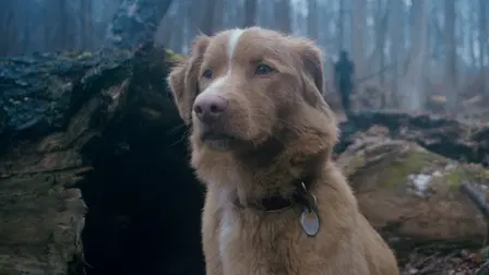 Good Boy