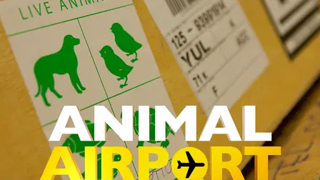 Animal Airport