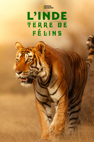 L'Inde : Terre de félins