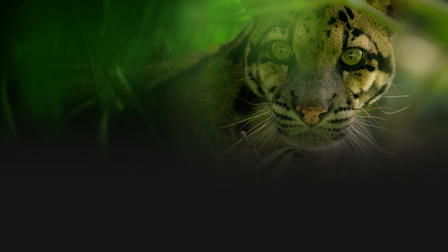 Inde, à la découverte du léopard