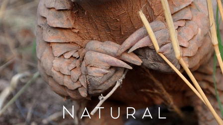 Pangolins: The World's Most Wanted Animal